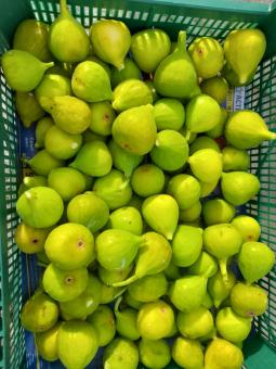 Smochin Brogiotto Bianco 